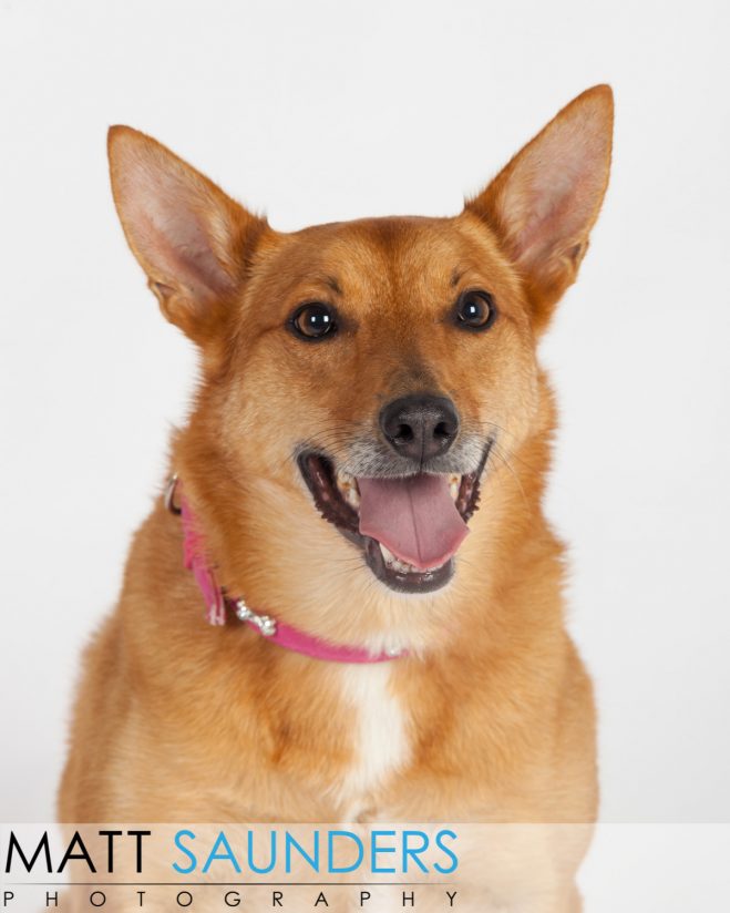 Fox like dog with a lovely big smile in a studio having a photoshoot. Looked like she really enjoyed it!